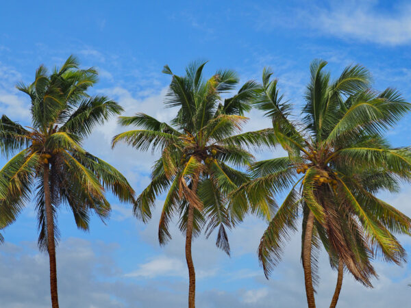 Шри-Ланка осенью