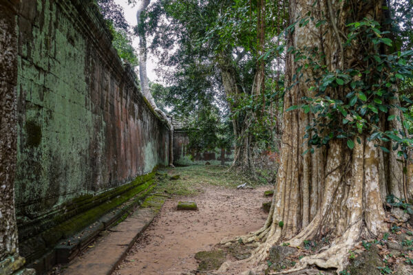 Храм Ta Prohm (Та Пром, Та Прум, Та Прохм, Тапром) Храм Ta Prohm (Та Пром, Та Прум, Та Прохм, Тапром)